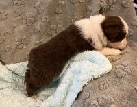 Bob      RTM, a male Australian Shepherd for sale in Roodhouse, IL – Photo 3 of 10
