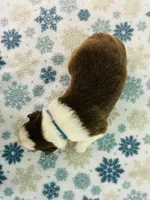 Bob      RTM, a male Australian Shepherd for sale in Roodhouse, IL – Photo 9 of 10