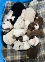 Bob      RTM, a male Australian Shepherd for sale in Roodhouse, IL – Photo 6 of 10