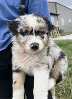 Wade, a male Australian Shepherd for sale in Roodhouse, IL – 3 of 10