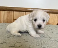 Polar, a male Coton de Tulear for sale in Roodhouse, IL – 2 of 8