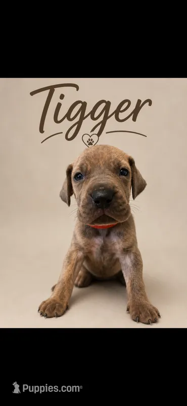 Blue Brindle – Great Dane puppy for sale in Culpeper, VA