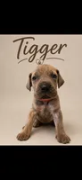 Blue Brindle, a male Great Dane for sale in Culpeper, VA – 1 of 2