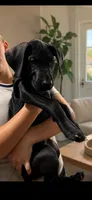 Lottie, a female Great Dane for sale in Culpeper, VA – 6 of 6