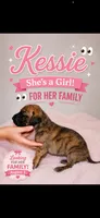 Kessie, a female Great Dane for sale in Culpeper, VA – 2 of 2