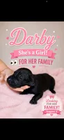 Darby, a female Great Dane for sale in Culpeper, VA – 2 of 2