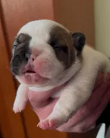 River, a female French Bulldog for sale in Culpeper, VA – Photo 1 of 8