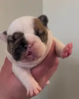 River, a female French Bulldog for sale in Culpeper, VA – Photo 2 of 8