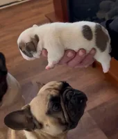 River, a female French Bulldog for sale in Culpeper, VA – Photo 4 of 8