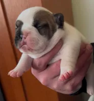 River, a female French Bulldog for sale in Culpeper, VA – Photo 3 of 8