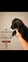 Lottie, a female Great Dane for sale in Culpeper, VA – 4 of 6