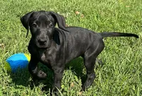Lottie, a female Great Dane for sale in Culpeper, VA – 5 of 6