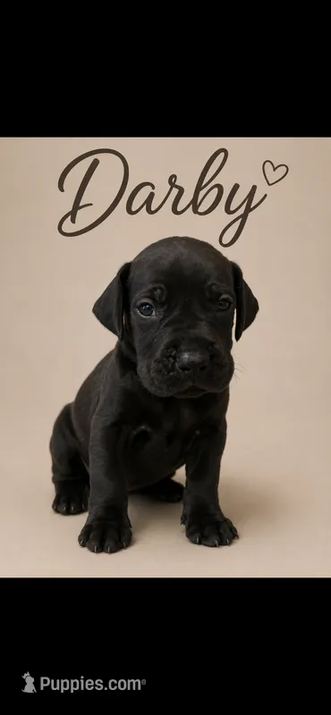 Darby – Great Dane puppy for sale in Culpeper, VA