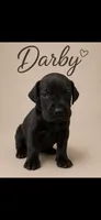 Darby, a female Great Dane for sale in Culpeper, VA – 1 of 2