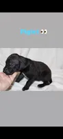 Piglet, a male Great Dane for sale in Culpeper, VA – 2 of 2