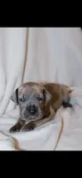 Blue Brindle, a male Great Dane for sale in Culpeper, VA – 2 of 2