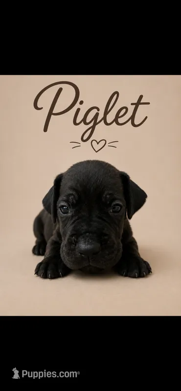 Piglet – Great Dane puppy for sale in Culpeper, VA