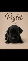 Piglet, a male Great Dane for sale in Culpeper, VA – 1 of 2