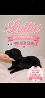 Lottie, a female Great Dane for sale in Culpeper, VA – 2 of 2