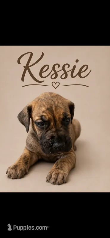 Kessie – Great Dane puppy for sale in Culpeper, VA