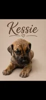 Kessie, a female Great Dane for sale in Culpeper, VA – 1 of 2