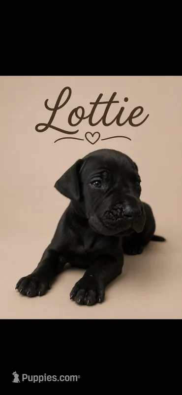 Lottie – Great Dane puppy for sale in Culpeper, VA