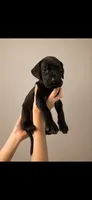 Lottie, a female Great Dane for sale in Culpeper, VA – 3 of 6