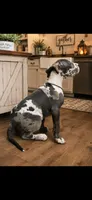 Oakley , a female Great Dane for sale in Culpeper, VA – 2 of 2