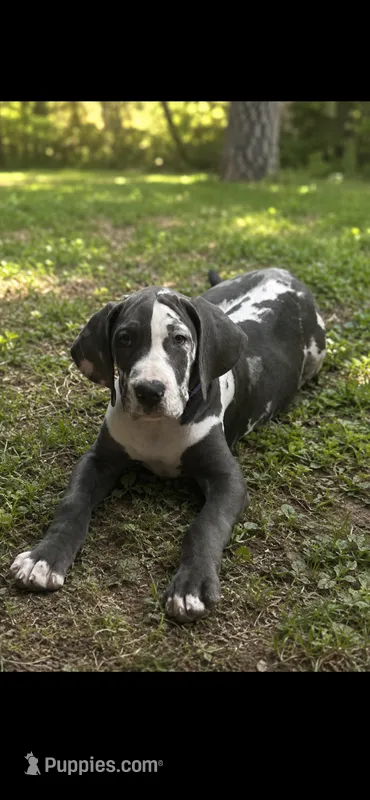 Oakley  – Great Dane puppy for sale in Culpeper, VA