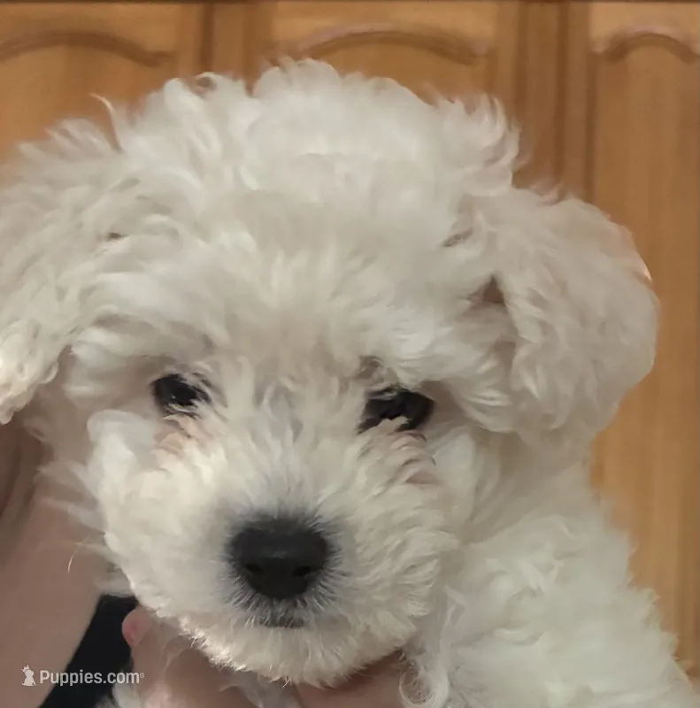 Bam bam – Maltipoo puppy for sale in La Puente, CA