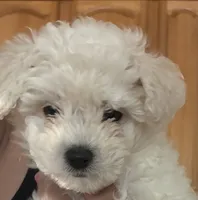 Bam bam, a male Maltipoo for sale in La Puente, CA – 1 of 5