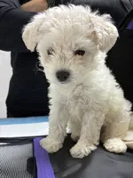 Bam bam , a male Maltipoo for sale in La Puente, CA – 5 of 5