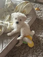 Bam bam, a male Maltipoo for sale in La Puente, CA – 2 of 5