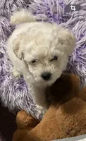 Bam bam , a male Maltipoo for sale in La Puente, CA – 4 of 5