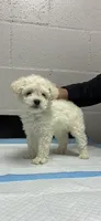 Bam bam, a male Maltipoo for sale in La Puente, CA – 5 of 5