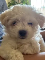 Bam bam , a male Maltipoo for sale in La Puente, CA – 3 of 5