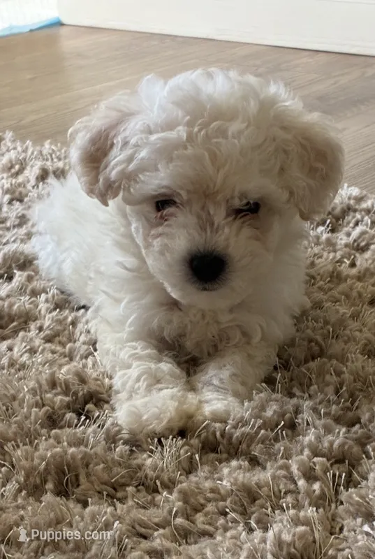 Bam bam  – Maltipoo puppy for sale in La Puente, CA