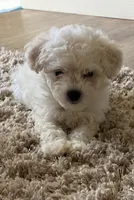 Bam bam , a male Maltipoo for sale in La Puente, CA – 1 of 5