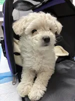 Bam bam , a male Maltipoo for sale in La Puente, CA – 2 of 5