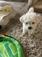 Bam bam, a male Maltipoo for sale in La Puente, CA – 3 of 5
