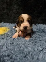 Yellow Girl “Dafodill”, a female Bernese Mountain Dog and Saint Bernard for sale in Lecanto, FL – 5 of 5