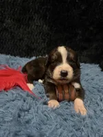 Red Girl “ Poppy”, a female Bernese Mountain Dog and Saint Bernard for sale in Lecanto, FL – 2 of 5