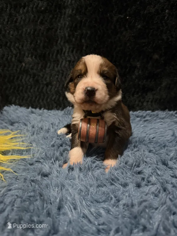 Yellow Girl “Dafodill” – Bernese Mountain Dog, Saint Bernard puppy for sale in Lecanto, FL