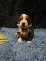 Yellow Girl “Dafodill”, a female Bernese Mountain Dog and Saint Bernard for sale in Lecanto, FL – 1 of 5