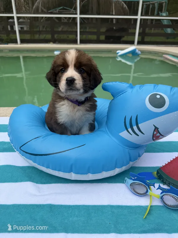 Purple Girl “Jasmine” – Bernese Mountain Dog, Saint Bernard puppy for sale in Lecanto, FL