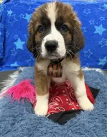 Pink Girl “Lillie”, a female Bernese Mountain Dog and Saint Bernard for sale in Lecanto, FL – 3 of 10