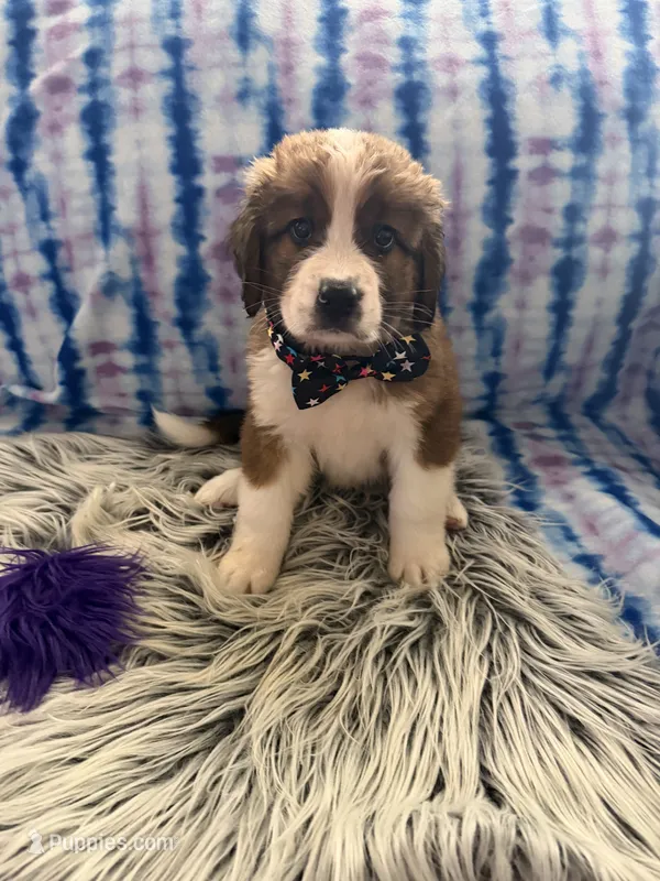 Purple Girl “Jasmine” – Bernese Mountain Dog, Saint Bernard puppy for sale in Lecanto, FL