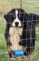Odie (Full rights available), a male Bernese Mountain Dog for sale in Lecanto, FL – 1 of 1