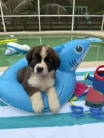 Pink Girl “Lillie”, a female Bernese Mountain Dog and Saint Bernard for sale in Lecanto, FL – 7 of 10