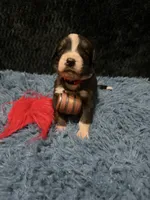 Red Girl “ Poppy”, a female Bernese Mountain Dog and Saint Bernard for sale in Lecanto, FL – 3 of 5